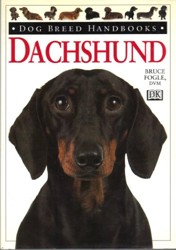 Dachshund