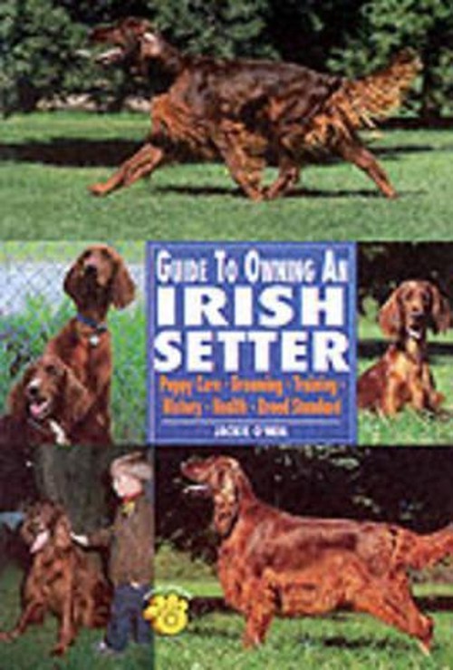 Guide to Owning an Irish Setter