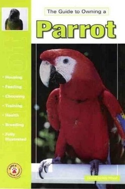 Guide to Owning a Parrot
