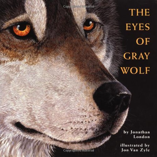 Eyes of Gray Wolf