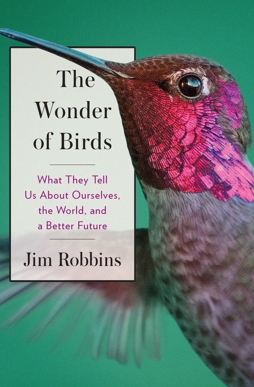 The Wonder Of Birds