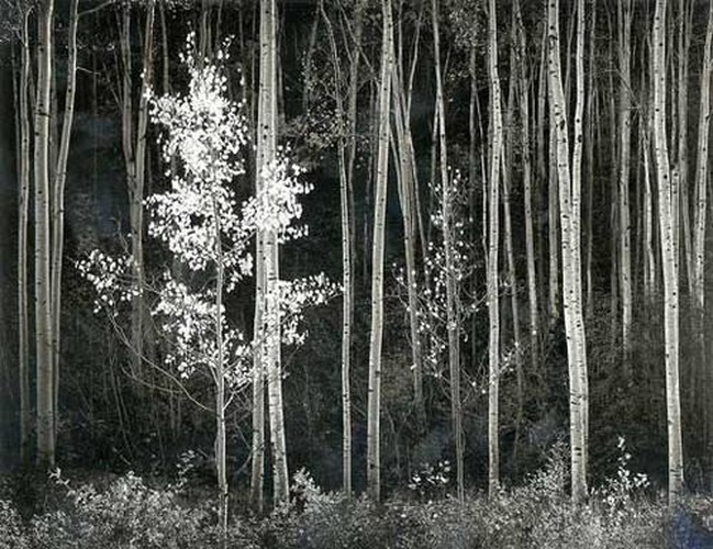Ansel Adams at 100
