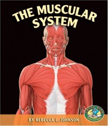 The Muscular System