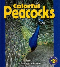 Colorful Peacocks
