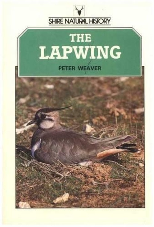 The Lapwing