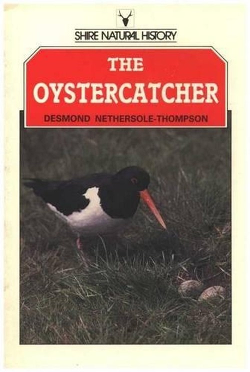 The Oystercatcher