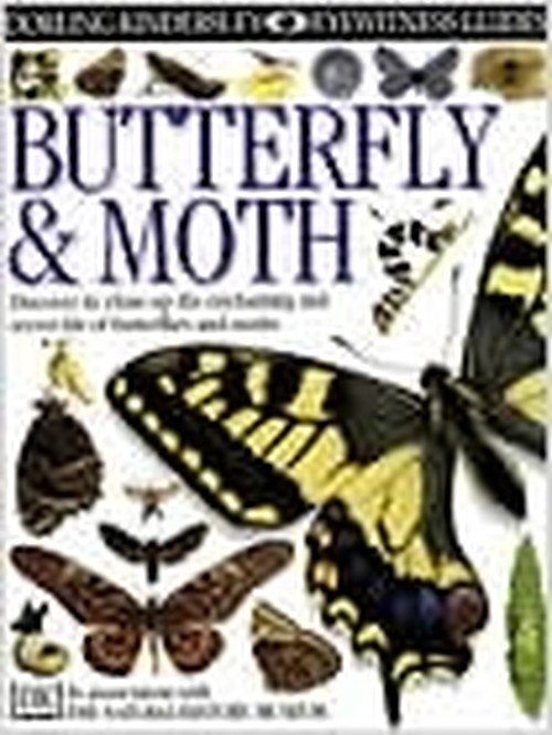 Butterfly & Moth