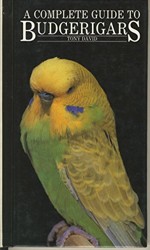 A Complete Guide to Budgerigars