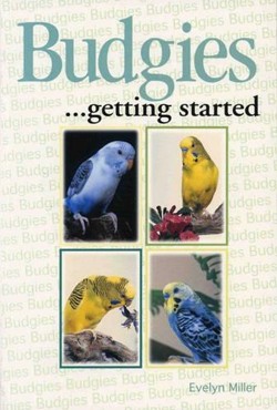 Budgies as a Hobby