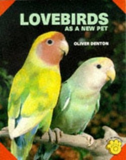 Lovebirds as a New Pet