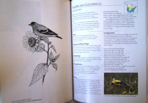 Birdscaping Your Garden