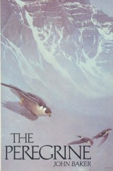 The Peregrine