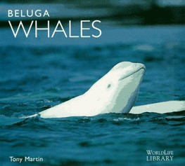 Beluga Whales