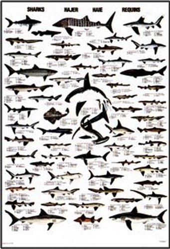 Sharks