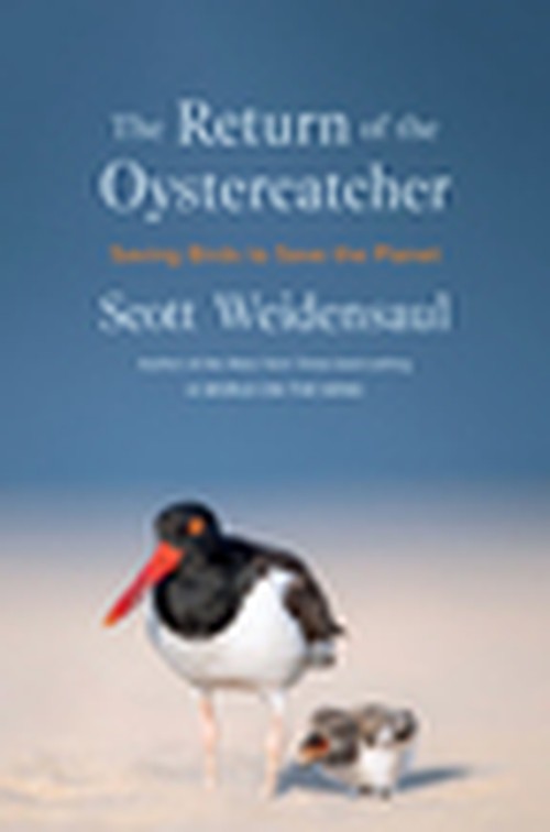 The Return of the Oystercatcher
