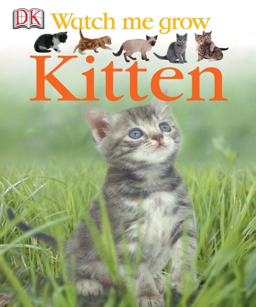 Kitten