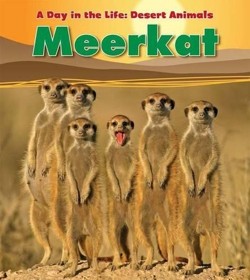 Meerkat