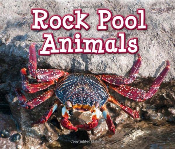 Rock Pool Animals