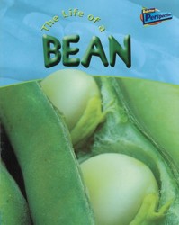 Life of a Broad Bean