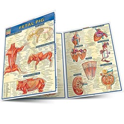 Fetal Pig