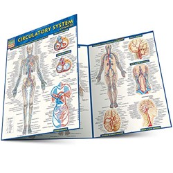 Circulatory System Advanced