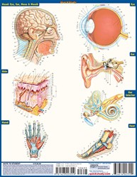 Anatomy Test Reference Guide