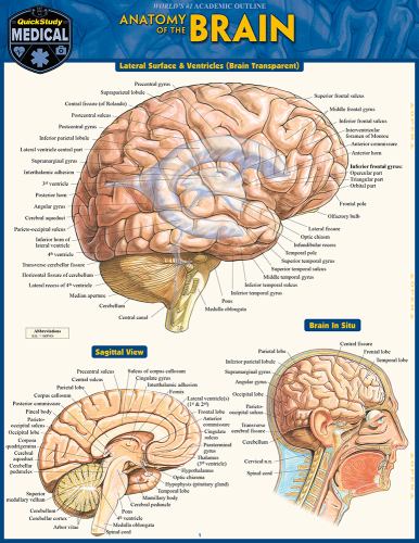 Brain