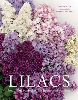 Lilacs