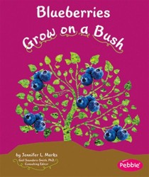Blueberries Grow on a Bush