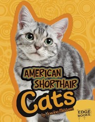 American Shorthair Cats