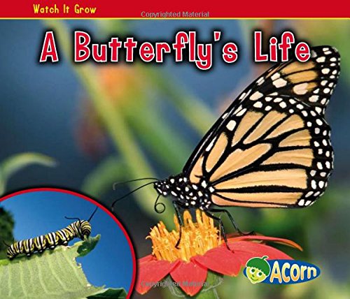 A Butterfly's Life