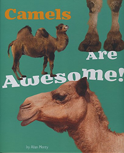 Camels Are Awesome!