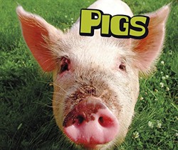 Pigs