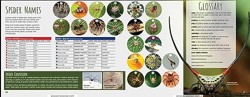 Scurry! the Truth about Spiders