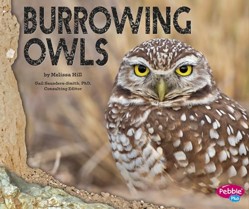 Burrowing Owls