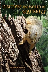 Discover the World of Squirrels