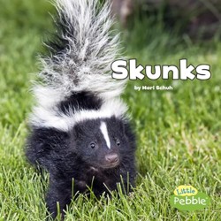 Black and White Animals Skunks