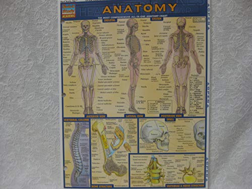 Anatomy