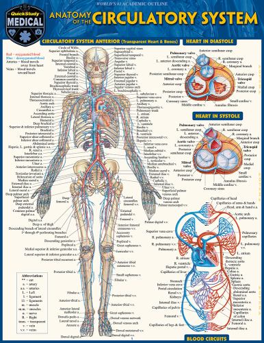 Circulatory System