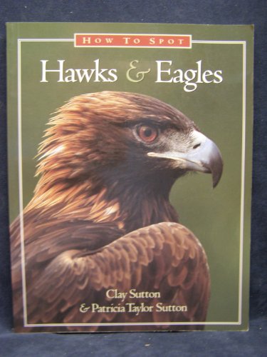 How to Spot Hawks & Eagles (Paper)