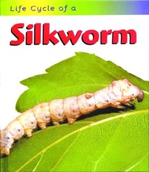 Silkworm