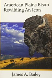 American Plains Bison