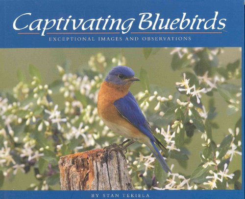Captivating Bluebirds