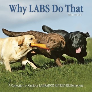 Why Labs Do That: A Collection of Curious Labrador Retriever Behaviours