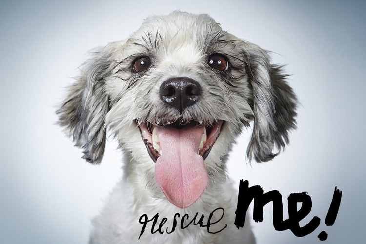 Rescue Me!