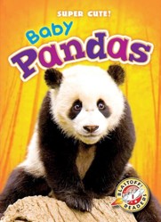 Baby Pandas