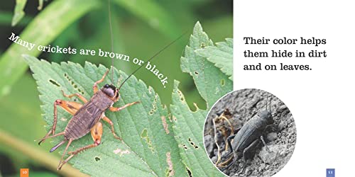 Crickets