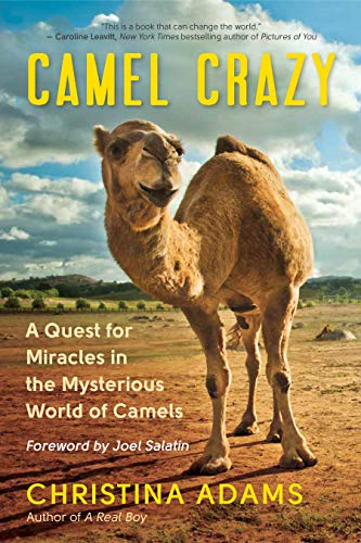 Camel Crazy