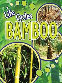 Bamboo