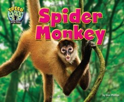 Spider Monkey